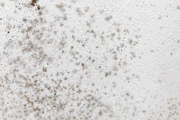 Best HVAC Mold Inspection and Cleaning  in West Slope, OR